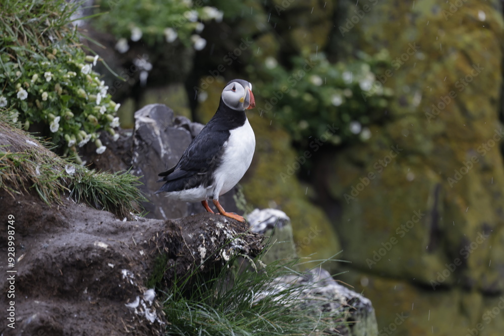 Obraz premium Puffin Iceland