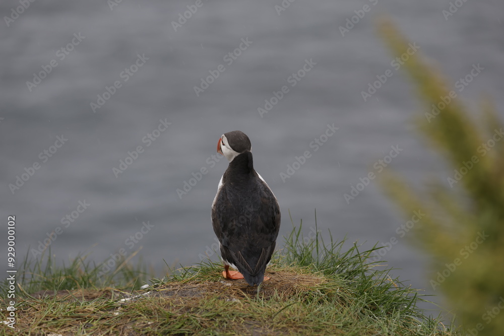 Obraz premium Puffin Iceland 