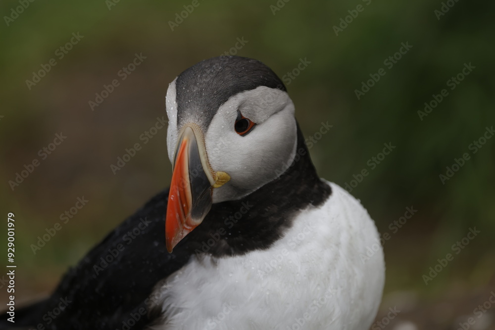 Naklejka premium Puffin Iceland