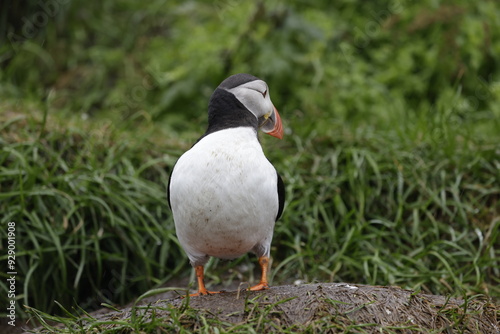 Puffin Iceland