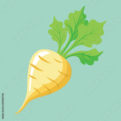illustration of a parsnip, radish, kohlrabi vegetable