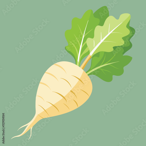 illustration of a parsnip, radish, kohlrabi vegetable