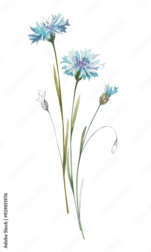 Obraz premium Watercolor wild blue cornflowers with small leaves and buds. Template element isolated on white