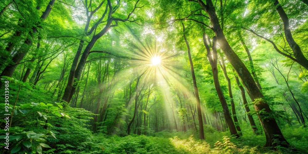 Obraz premium Sunlight streaming through the dense green foliage of a forest, Nature, Trees, Sunshine, Woods, Lush, Greenery