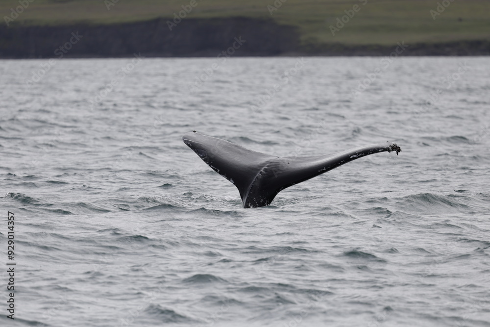 Obraz premium humpback whale tail, iceland