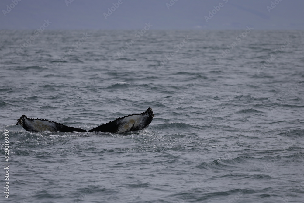 Fototapeta premium humpback whale tail, iceland