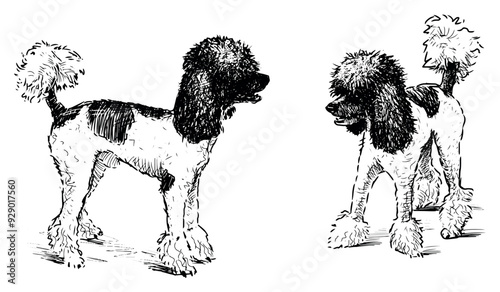 Hand drawings of two cute pets, funny sheared black and white poodles dogs, realistic hand drawn illustration isolated on white, vector