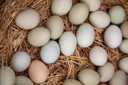 Organic Farm Fresh Eggs in Nest