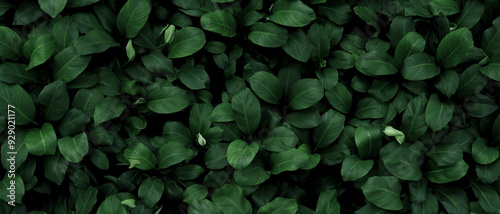 Nature leaves, green tropical forest, backgound illustration concept