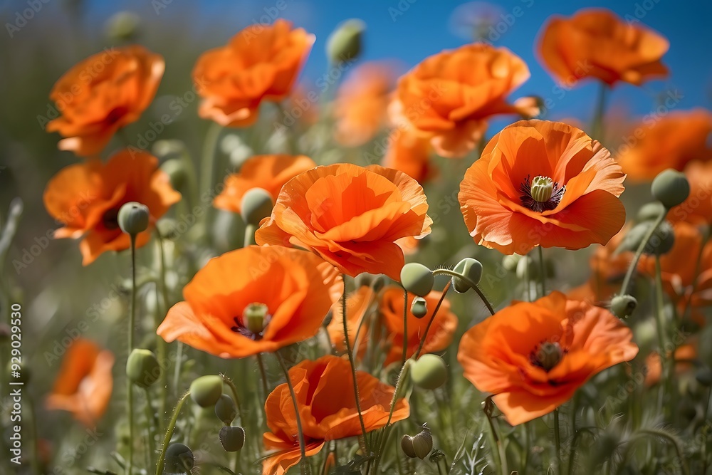 Obraz premium plants and flowers