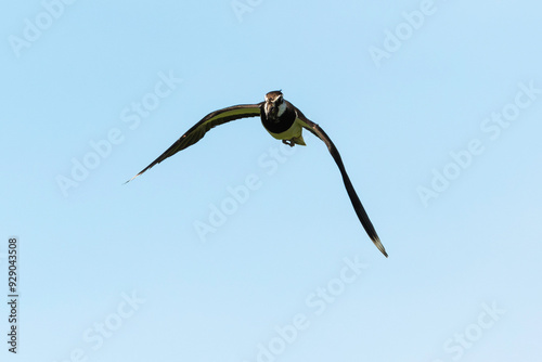 Vanneau huppé,.Vanellus vanellus, Northern Lapwing photo