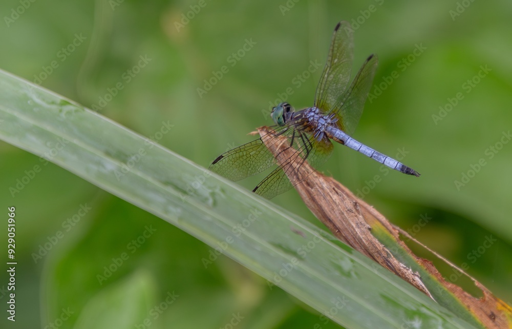 dragonfly on a leaf dragonfly on a leaf