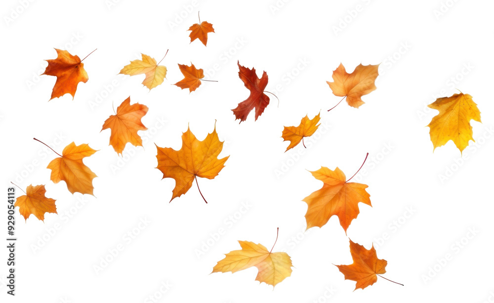 Fototapeta premium PNG Autumn leaves falling white background