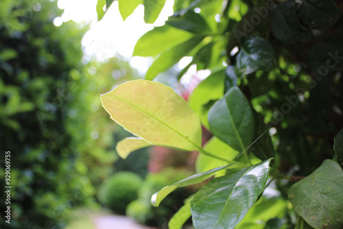 green leaves background