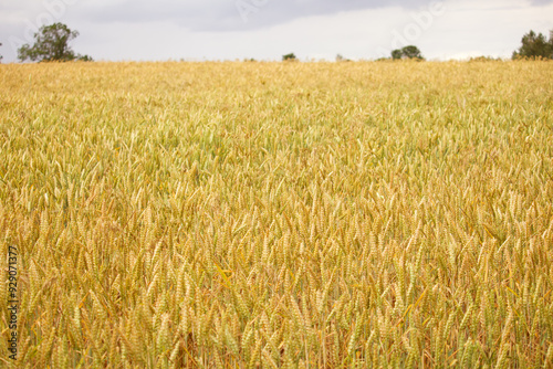 A vast golden wheat field under a cloudy sky, capturing the essence of agriculture and the abundance of the harvest season.