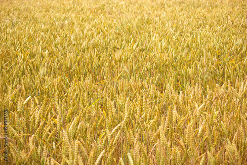 A close-up shot of golden wheat spikes in a field, showcasing the rich texture and details of ripe grains ready for harvest