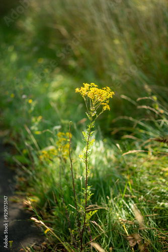 Sunlit Yellow Wildflower in Lush Green Meadow
