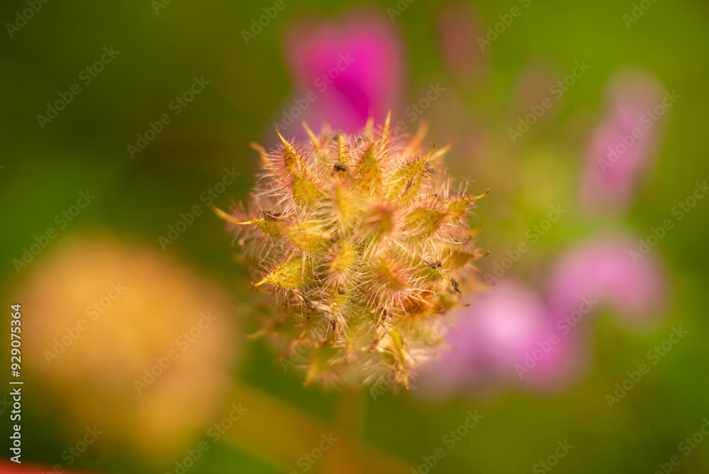 Macro Shot of Fuzzy Seed Pod with Blurred Purple Flowers in the Background Macro Shot of Fuzzy Seed Pod with Blurred Purple Flowers in the Background