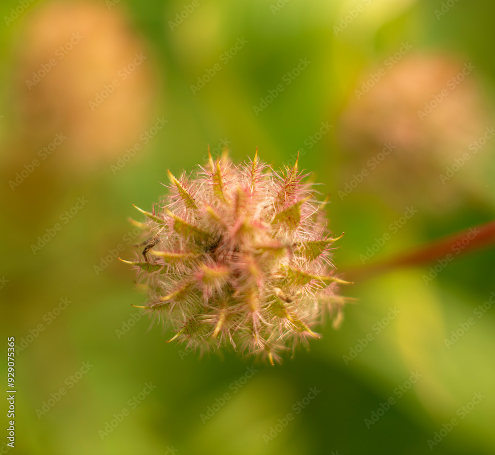 Macro Shot of Fuzzy Seed Head with Blurred Green Background Macro Shot of Fuzzy Seed Head with Blurred Green Background