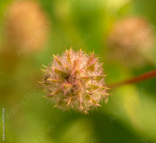 Macro Shot of Fuzzy Seed Head with Blurred Green Background