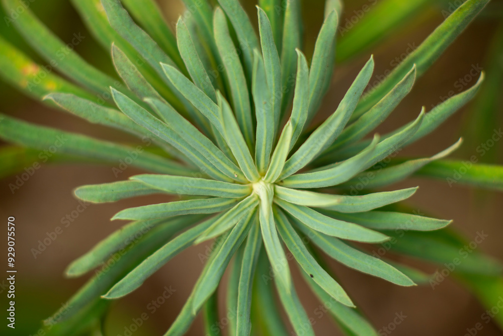 Fototapeta premium Close-up of Green Plant with Radial Leaves in Natural Environment