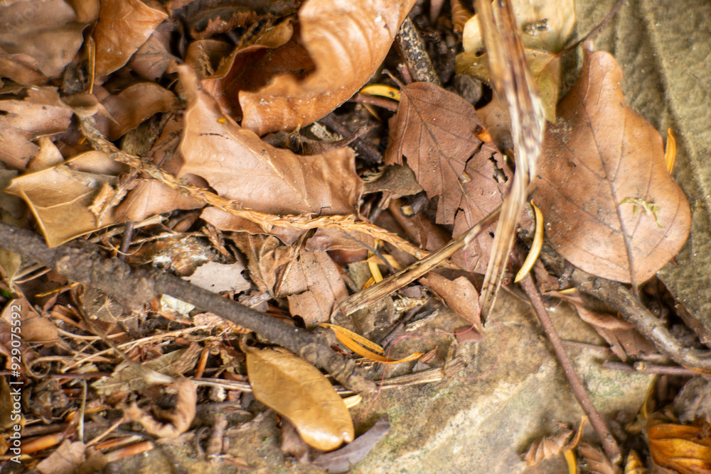 Close-Up Shot of Fallen Dry Leaves and Twigs in Forest Floor Nature Background Close-Up Shot of Fallen Dry Leaves and Twigs in Forest Floor Nature Background