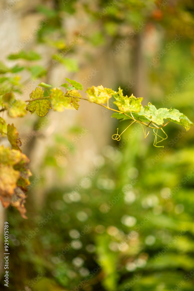 Close-Up of Green Vine Leaves with Blurred Nature Background Close-Up of Green Vine Leaves with Blurred Nature Background
