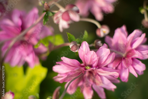 Close-up of Vibrant Pink Flowers in Bloom During Springtime