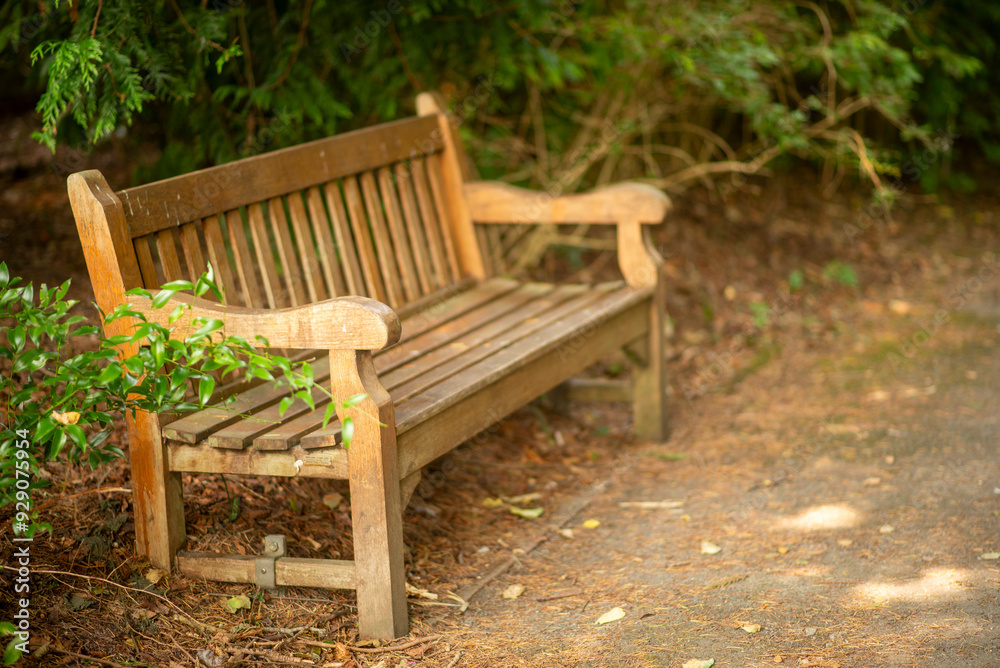 Rustic Wooden Bench in Peaceful Forest Setting with Sunlit Pathway Rustic Wooden Bench in Peaceful Forest Setting with Sunlit Pathway
