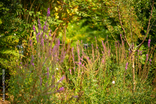 Vibrant Green Garden with Purple Wildflowers in Bloom