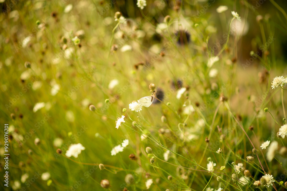 Delicate Butterfly Resting on Wildflowers in a Meadow on a Sunny Day Delicate Butterfly Resting on Wildflowers in a Meadow on a Sunny Day