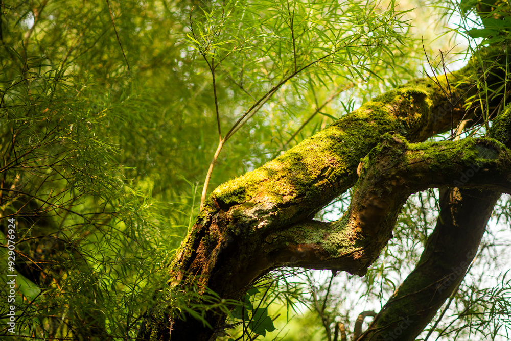 Fototapeta premium Lush Green Forest Tree Covered in Moss Amid Dense Foliage