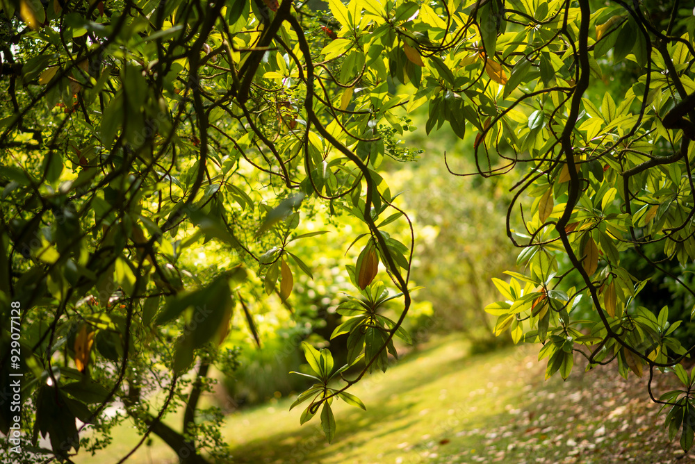 Sunny Green Foliage Through Tree Branches in Lush Garden Sunny Green Foliage Through Tree Branches in Lush Garden