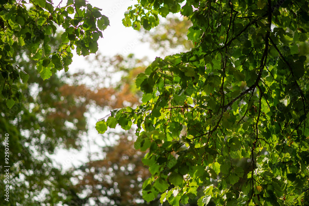 Sunlit Green Leaves and Dense Foliage in a Lush Forest Canopy Sunlit Green Leaves and Dense Foliage in a Lush Forest Canopy