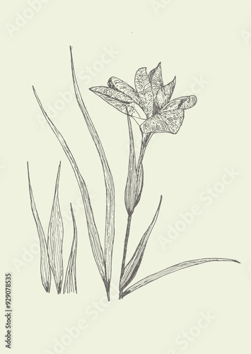 Flor