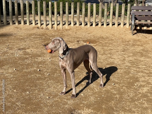 Foto Nala Braco de Weinmar