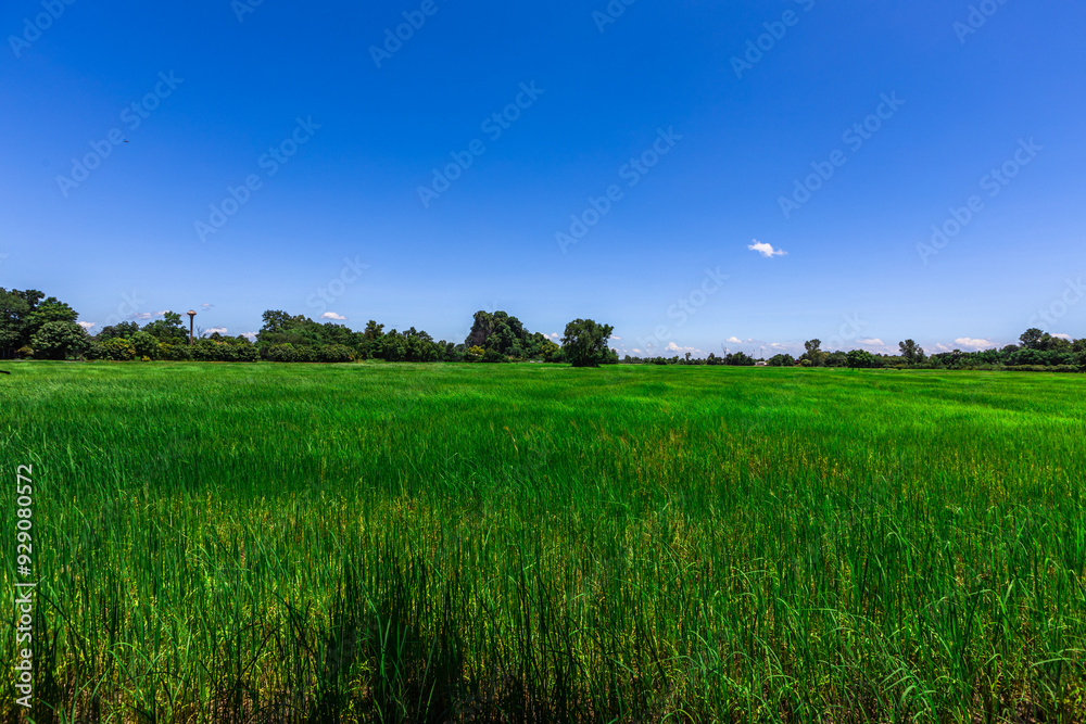 The close background of the green rice fields, the seedlings that are growing, are seen in rural areas as the main occupation of rice farmers who grow rice for sale or living. The close background of the green rice fields, the seedlings that are growing, are seen in rural areas as the main occupation of rice farmers who grow rice for sale or living.