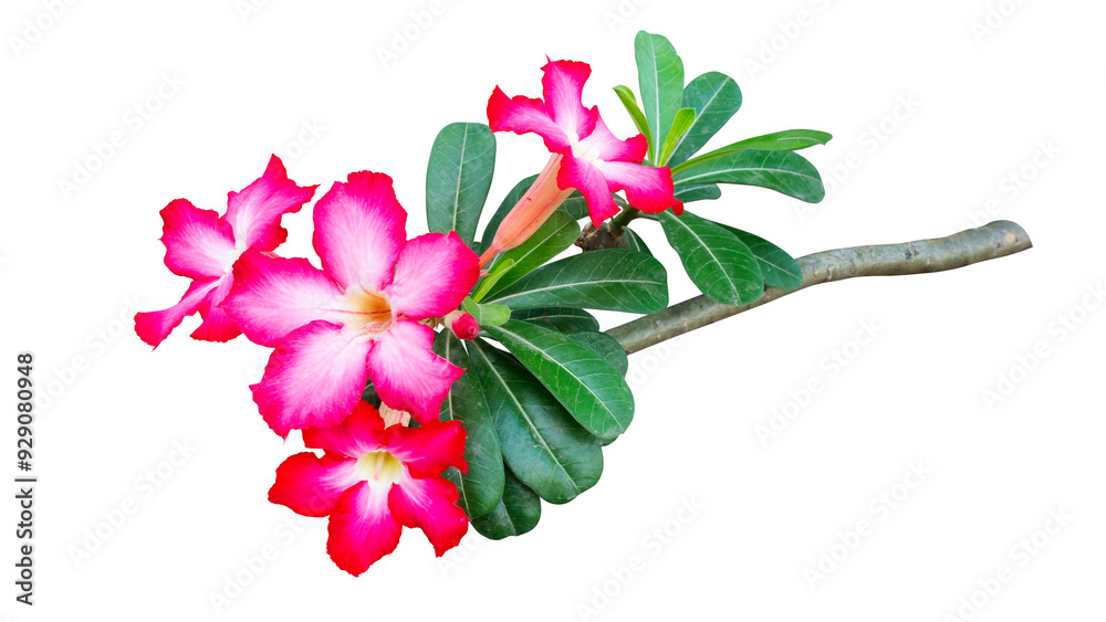 Φωτογραφία Bouquet of Desert Rose flowers, Adenium tree isolated on white background
