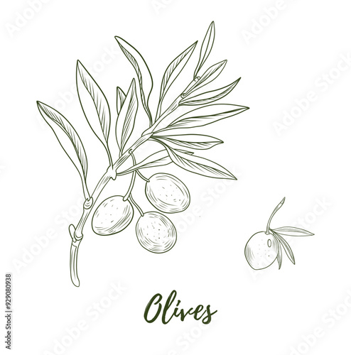 Wallpaper Mural Set of vector olive branch line art illustration, graphic line art. Elegant line botanical illustration. Great for any designs, textile, art, walls, package Torontodigital.ca
