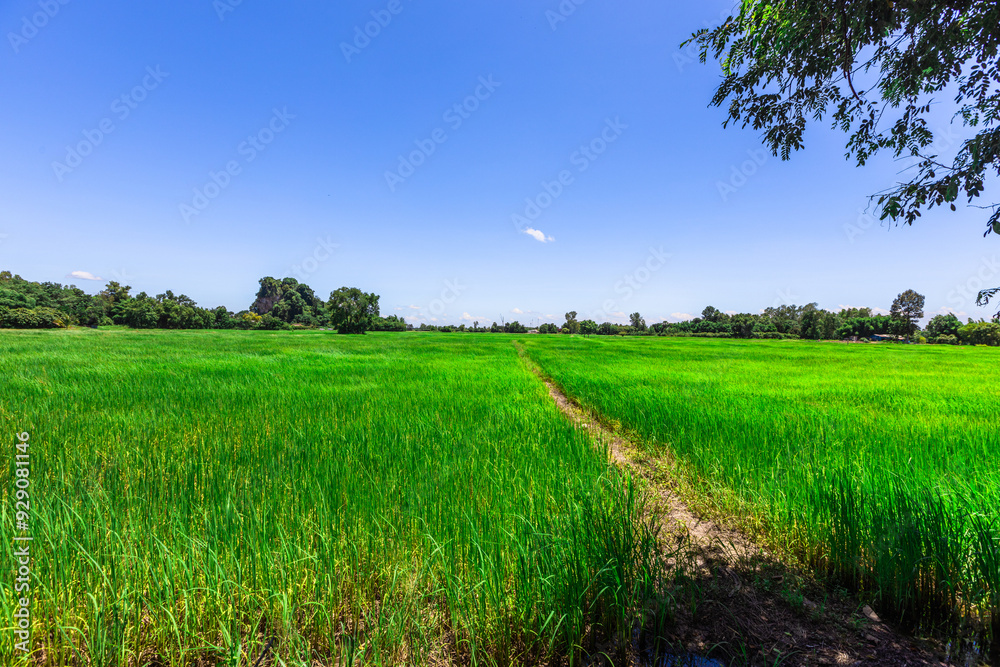 The close background of the green rice fields, the seedlings that are growing, are seen in rural areas as the main occupation of rice farmers who grow rice for sale or living. The close background of the green rice fields, the seedlings that are growing, are seen in rural areas as the main occupation of rice farmers who grow rice for sale or living.