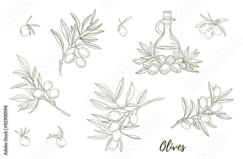 Vector olive oil bottle with olives and olive branch line art illustration, graphic line art. Elegant line botanical illustration. Great for any designs, textile, art, walls, package