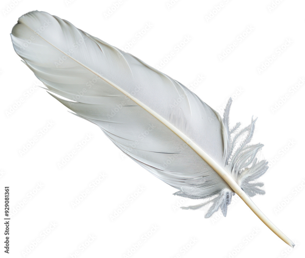 PNG Delicate white feather on black PNG Delicate white feather on black