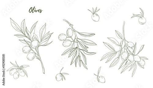 Set of vector olive branch line art illustration, graphic line art. Elegant line botanical illustration. Great for any designs, textile, art, walls, package