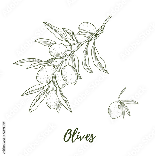 Set of vector olive branch line art illustration, graphic line art. Elegant line botanical illustration. Great for any designs, textile, art, walls, package