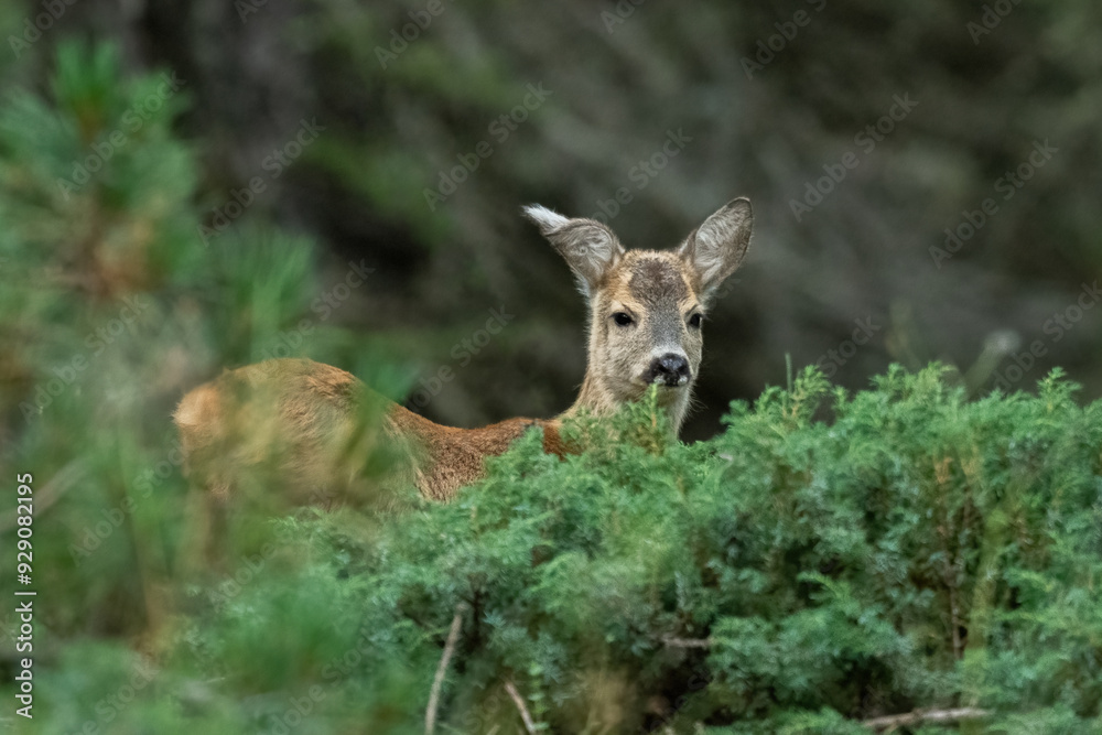 Young wild roe deer peeking out from a juniper bush, Alps, Italy. Cute animals concept. Capreolus capreolus.