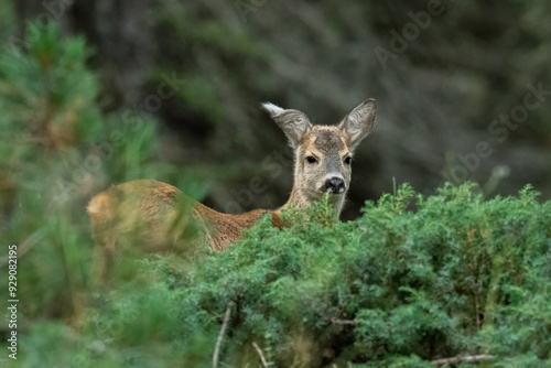 Obraz na płótnie Young wild roe deer peeking out from a juniper bush, Alps, Italy. Cute animals concept. Capreolus capreolus. w salonie