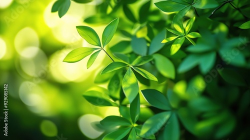 Green Leaves In Sun: A soft focus image of vibrant green leaves bathed in the warm glow of sunlight