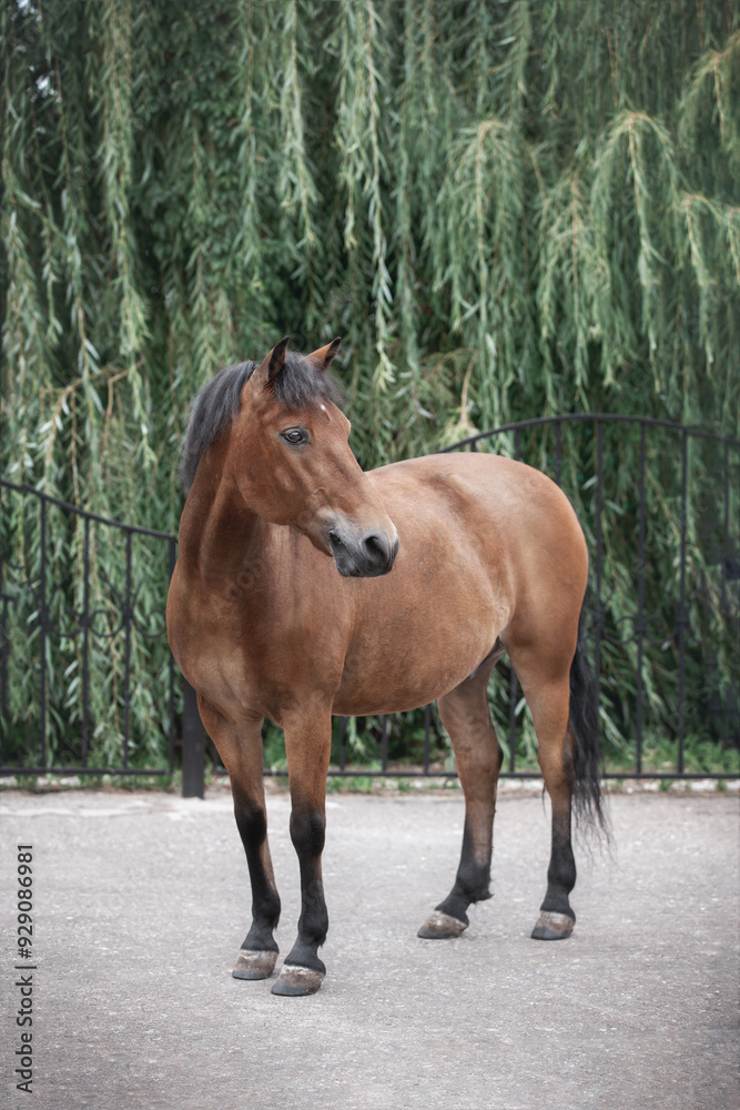 Breeding farm for breeding horses. Photo of the horse's exterior in summer in nature Breeding farm for breeding horses. Photo of the horse's exterior in summer in nature