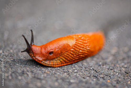 Red slug (Arion rufus) with intense orange-reddish coloring crawls on grey asphalt on a summer evening in Germany. Macro close-up with selective focus. Land or roundback slug in the family Arionidae photo