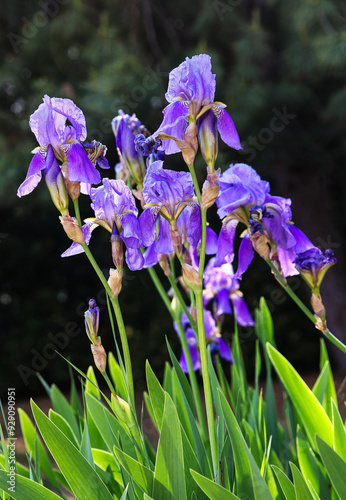 Blossoming purple irises in summer garden.